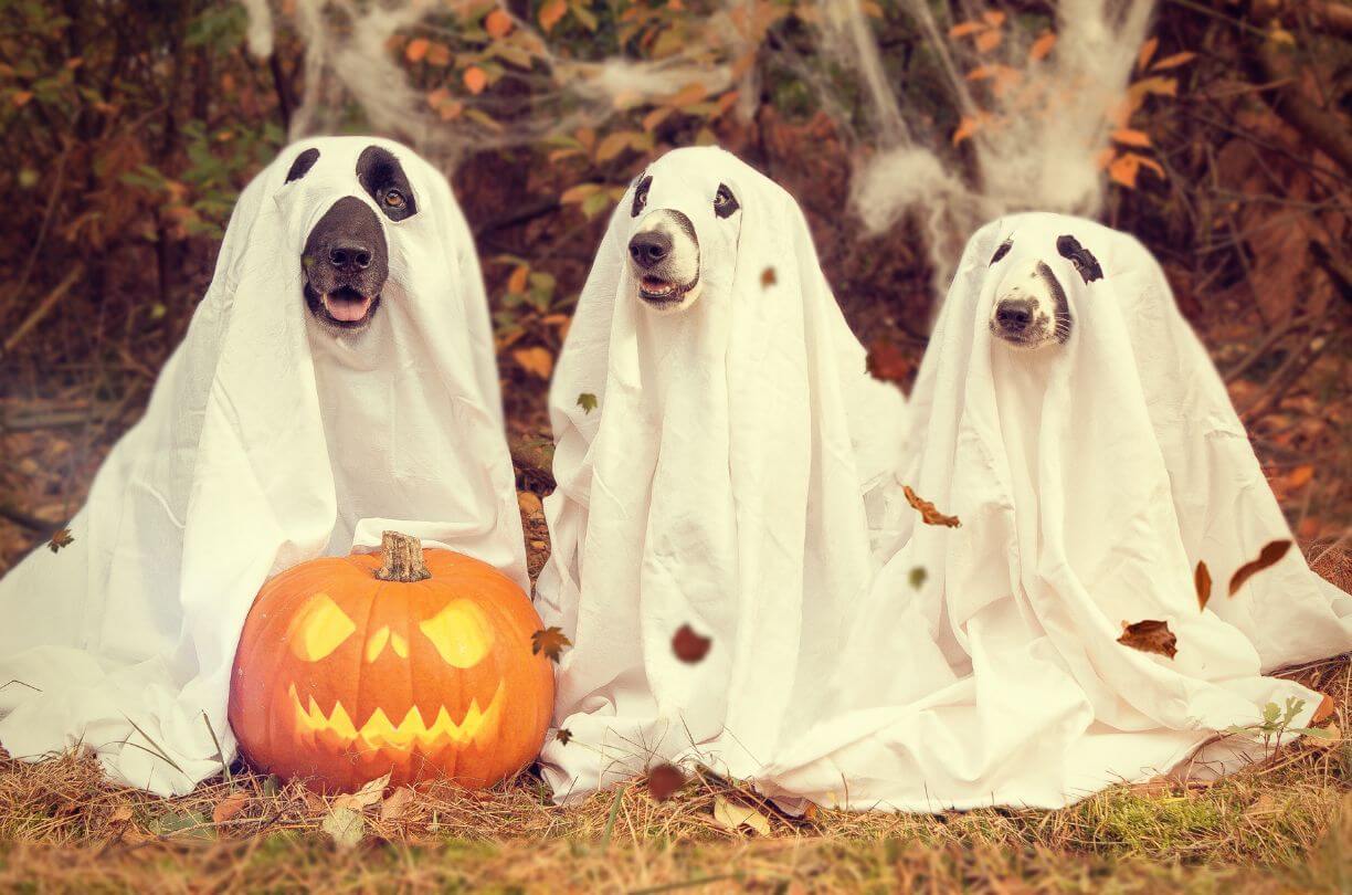 Celebrating Halloween: Unveiling Origins, Traditions, and Cultural Significance in the Spooky Season