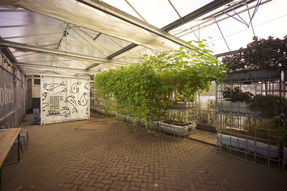 aquaponics greenhouse