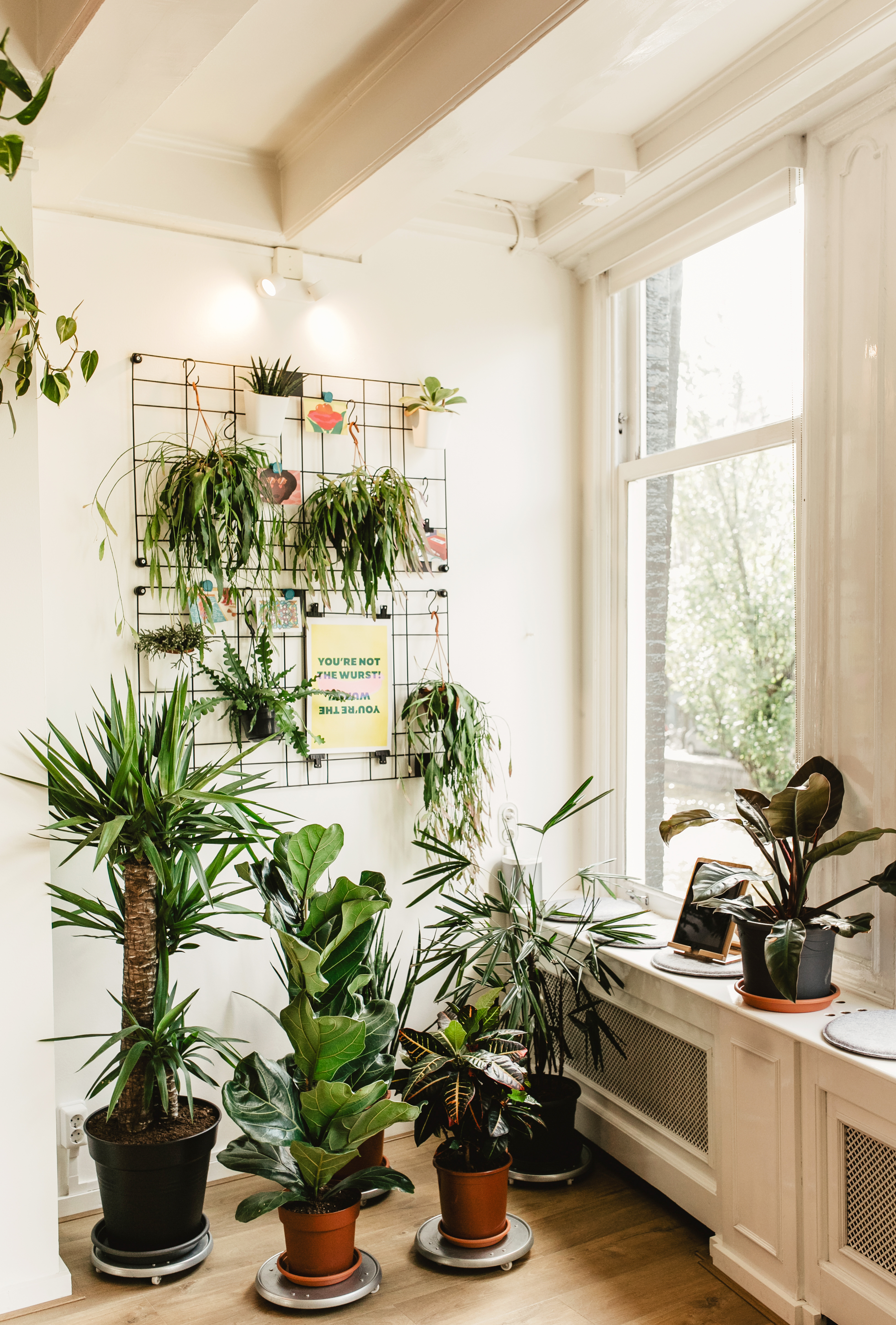 Lush plants